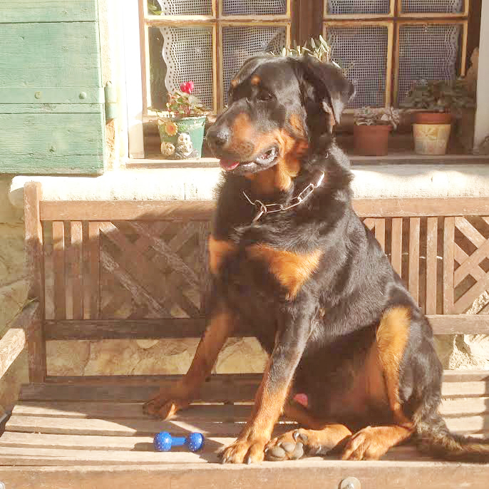 domainedelalicorne.fr photo chien beauceron photo chiot beauceron Elevage de beauceron chiot beauceron pure race élevage du clos de la licorne elevage des gardiens de la licorne elevage beauceron noir et feu authentique gros gabarits élevage de Beauceron familial sérieux et qualité domainedelalicorne.fr suivi des chiots conseil d’éducation chiot propre bas rouge santé caractère spécialiste du beauceron noir et feu ou arlequin chien rustique berger de France  nos chiots sont élevés avec amour et attention notre passion au service de la qualité Beauceron de qualité et sportif domaine de la licorne 04380 BARRAS élevage en liberté éleveur berger de beauce élevage de beauceron de travail 06 11 20 51 93 site domainedelalicorne.fr mail domainedelalicorne@gmail.com
